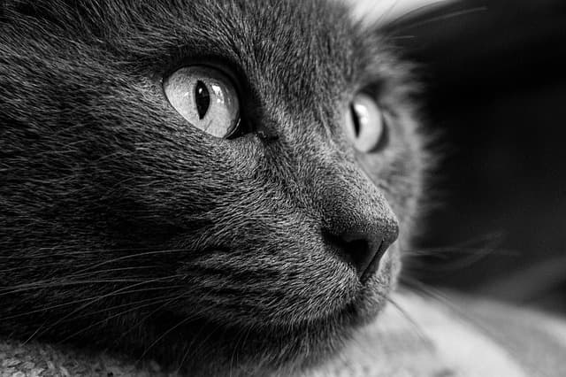 Les Meilleurs Accessoires pour Animaux